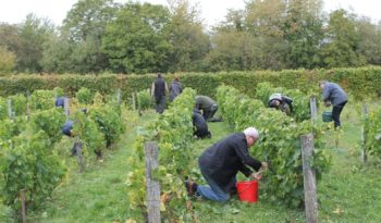 Les vendanges de la Confrérie Saint-Vincent de Ville-Saint-Jacques