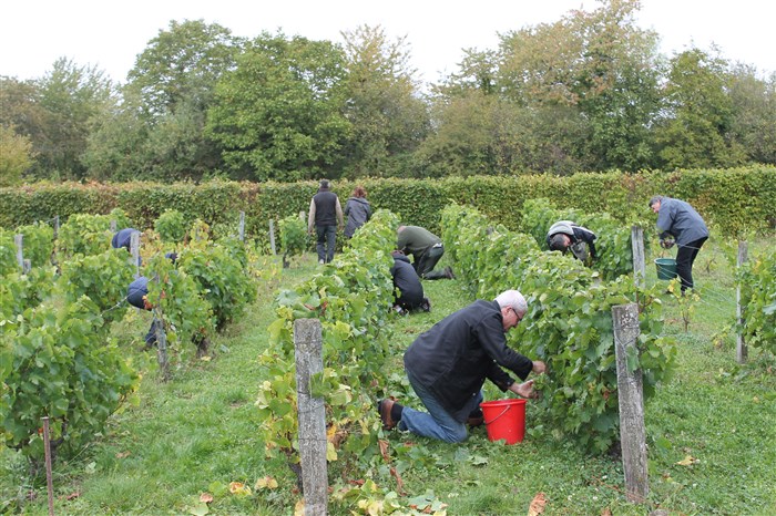 Les vendanges de la Confrérie Saint-Vincent de Ville-Saint-Jacques Les vendanges de la Confrérie Saint-Vincent de Ville-Saint-Jacques