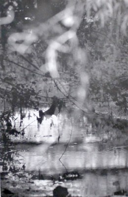 Jean-Pierre Dechet, De l'eau au fond d'un bois